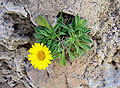 Карфаген, цветок на руинах терм